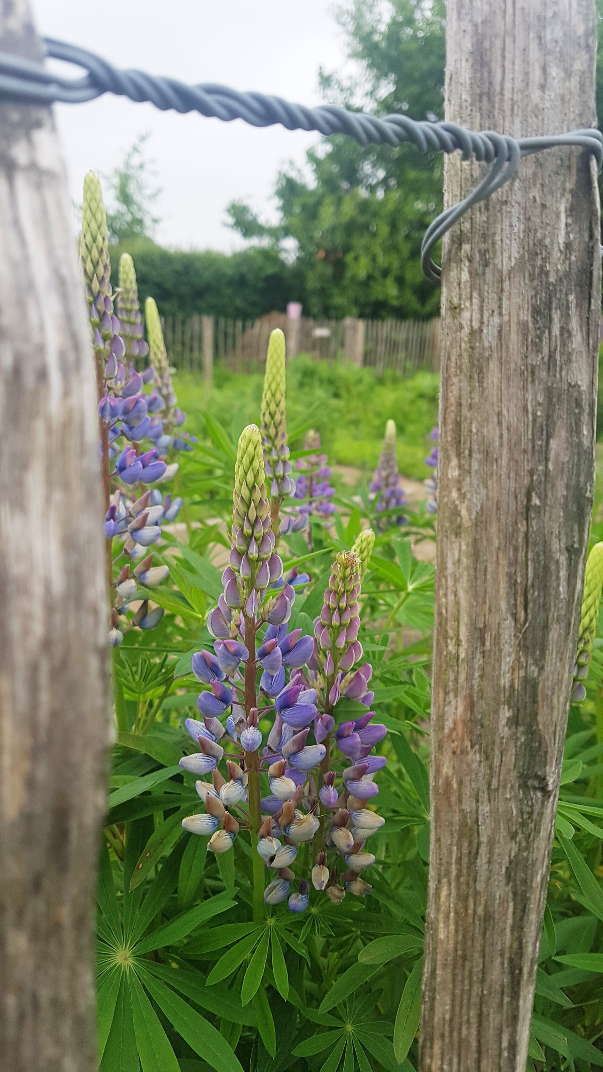 Deze groenbemesters zijn geschikt voor de pluktuin