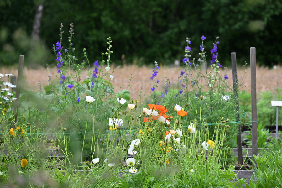 Planten opbinden en stutten. Welke methode werkt het beste?