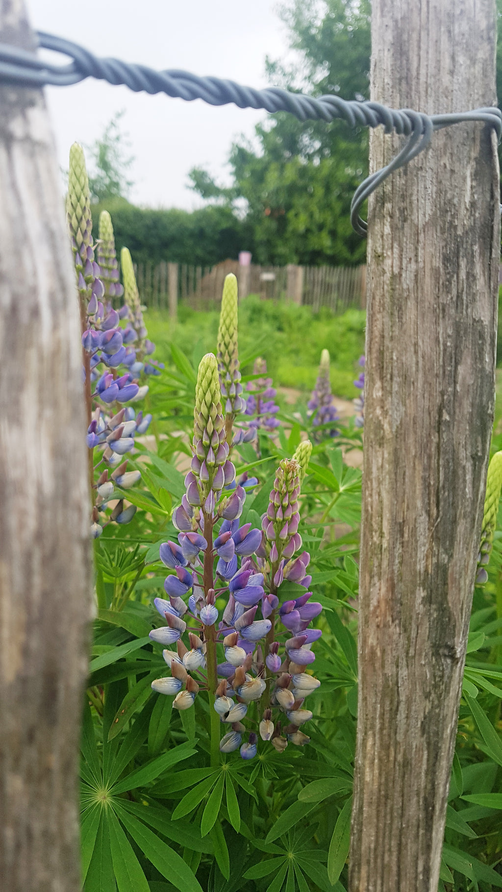 Lupinus polyphyllus (vaste lupine) - Bloemenzaad voor inheemse schaduw bloemen