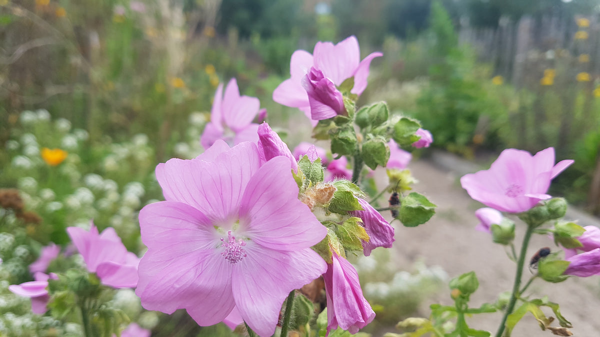 Zadenmix: Pluktuin in een zakje INHEEMSE BLOEMEN - Bloemenzaad voor lang bloeiende bloemen