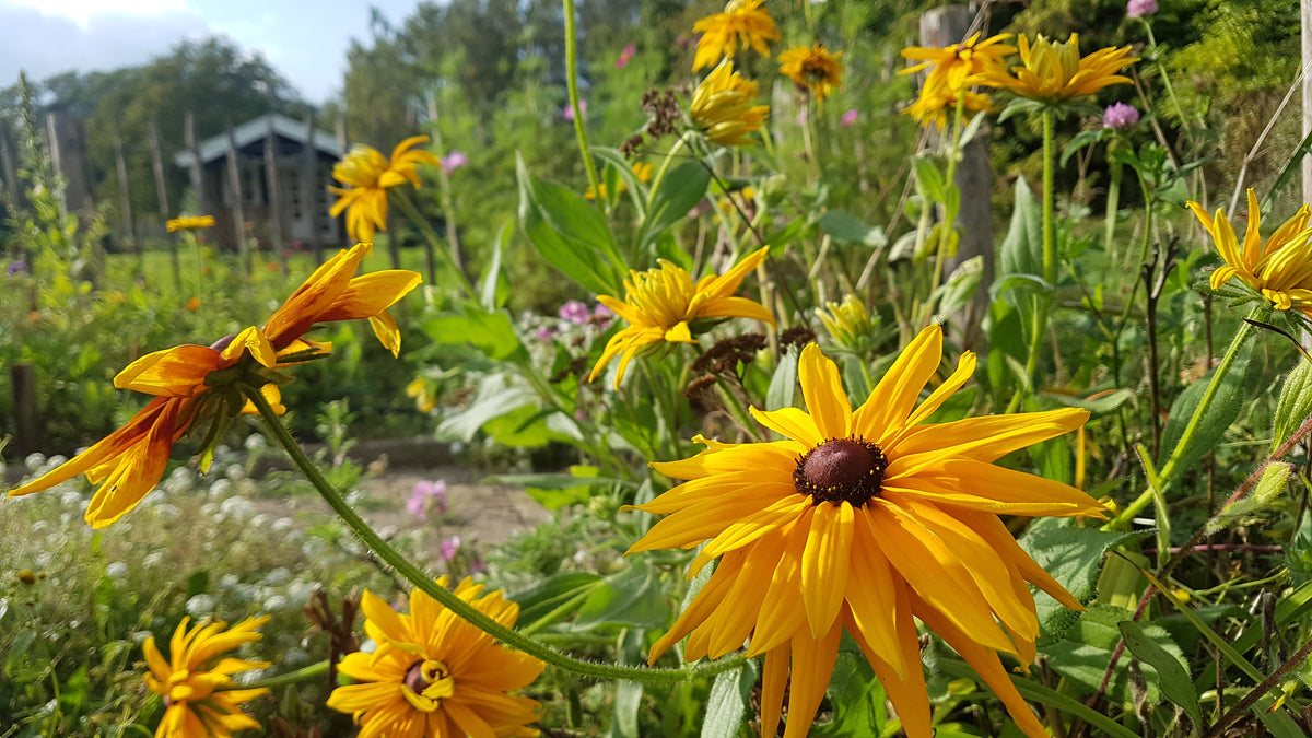 Rudbeckia hirta 'Indan Summer' & 'Cappuccino' (zonnehoed) - Bloemenzaad voor langbloeiende bloemen