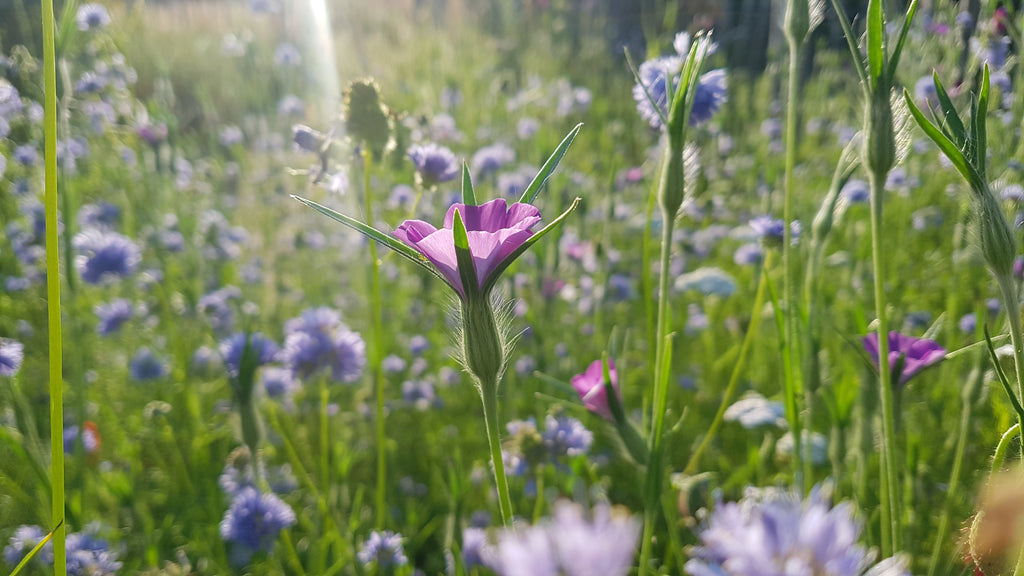 Zadenmix: Pluktuin in een zakje BLAUW PAARS - Bloemenzaad voor lang bloeiende bloemen