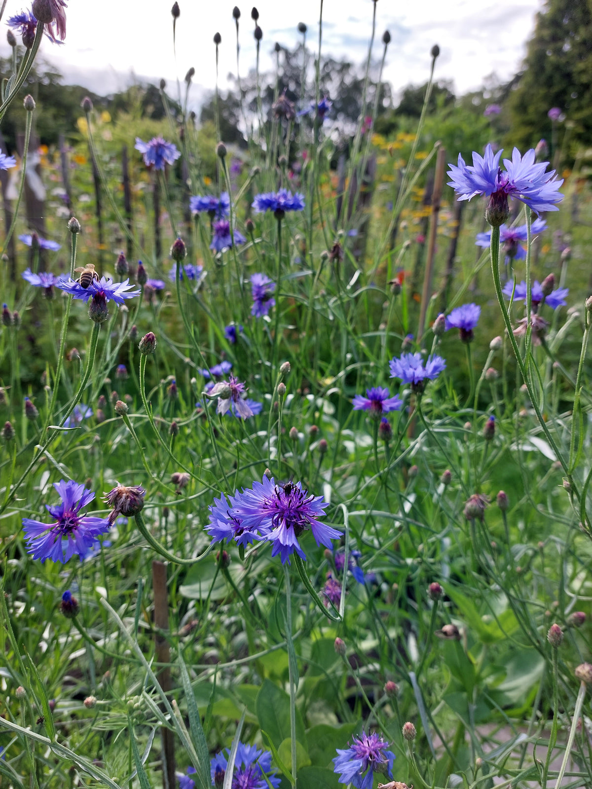 Zadenmix: Pluktuin in een zakje BLAUW PAARS - Bloemenzaad voor lang bloeiende bloemen