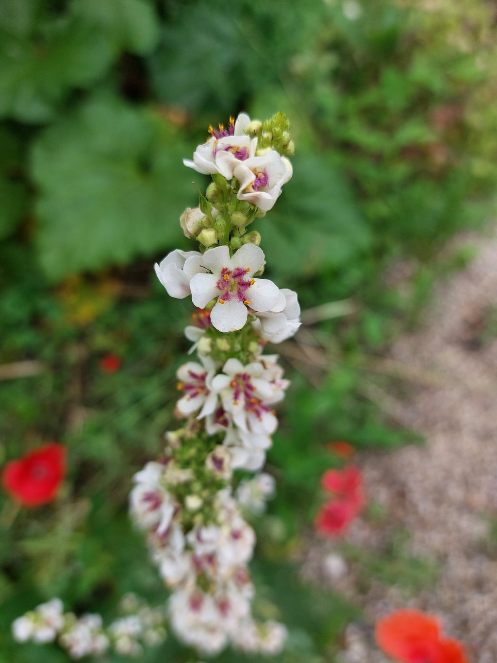 Verbascum nigrum (zwarte toorts) - Bloemenzaad voor inheemse planten
