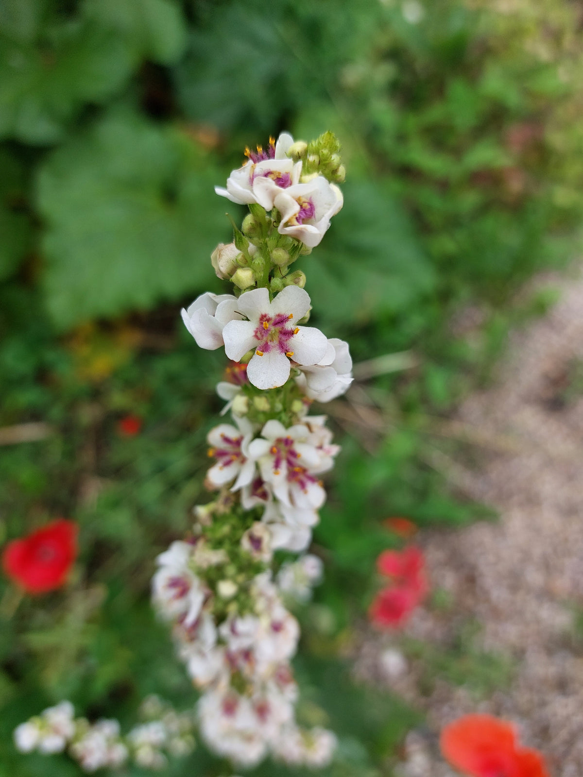 Verbascum nigrum (zwarte toorts) - Bloemenzaad voor inheemse planten