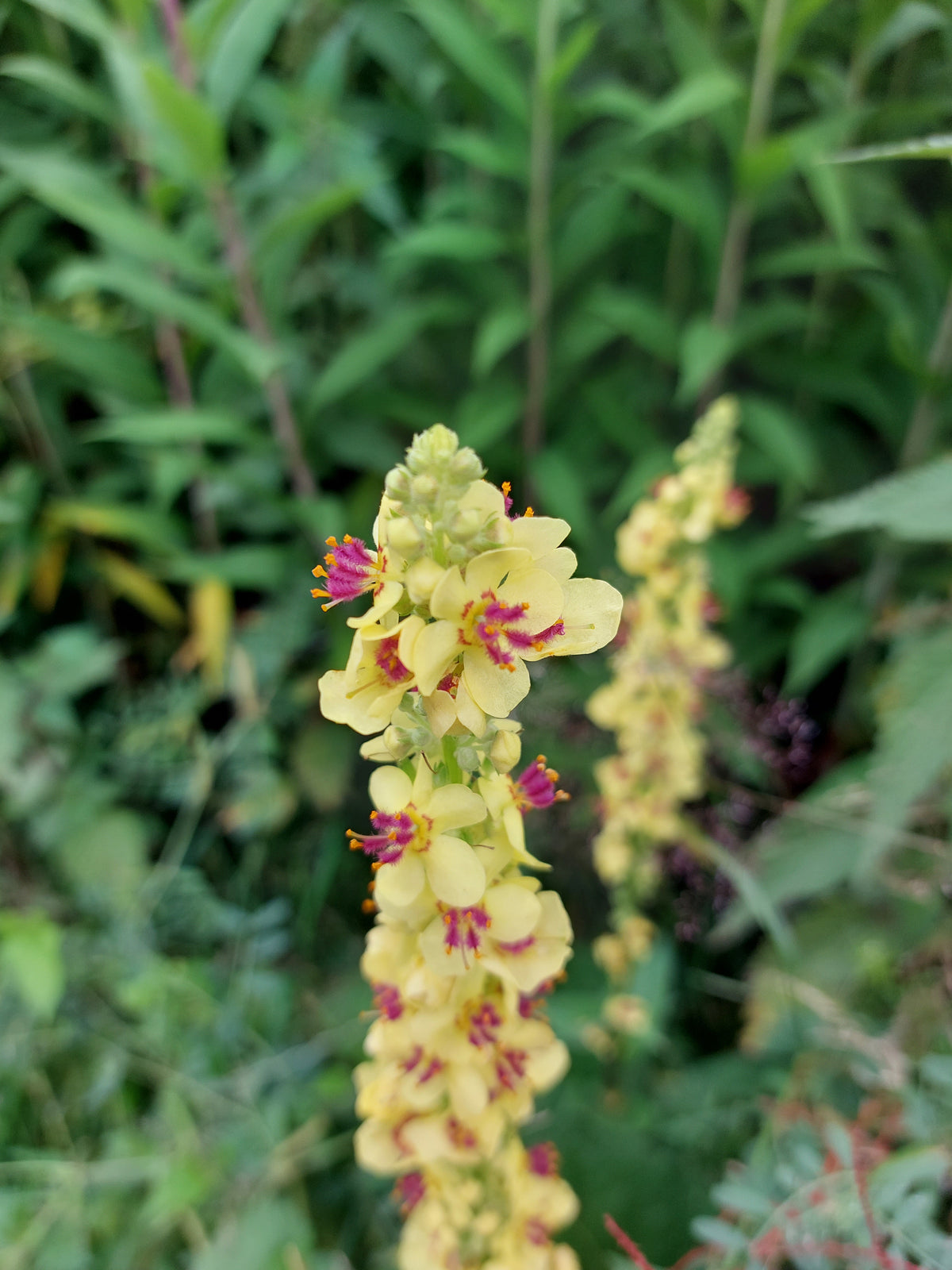 Verbascum nigrum (zwarte toorts) - Bloemenzaad voor inheemse planten