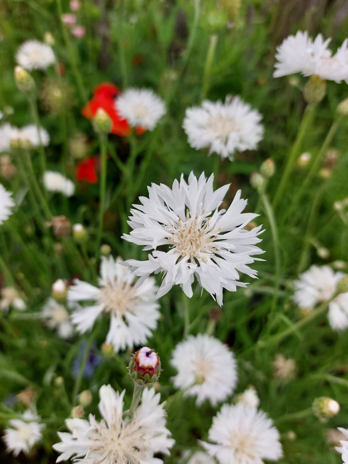 Zadenmix: Pluktuin in een zakje BLAUW PAARS - Bloemenzaad voor lang bloeiende bloemen
