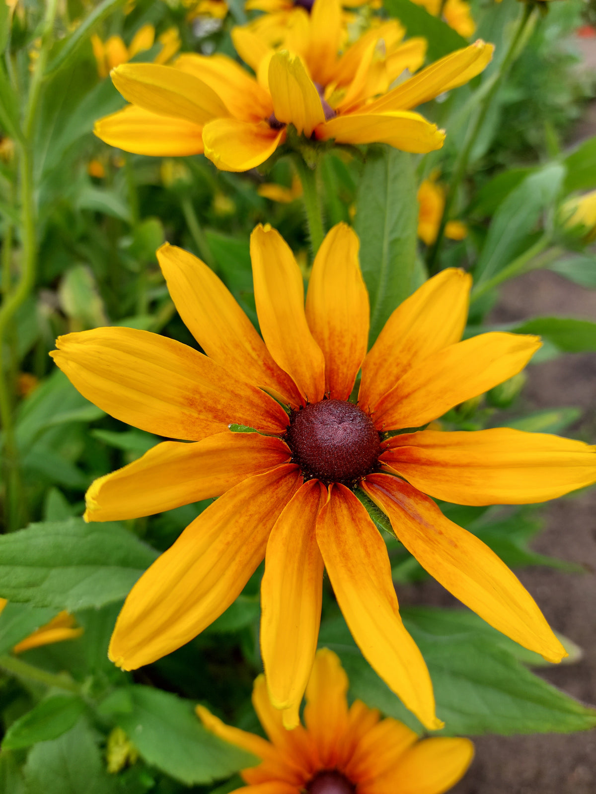 Rudbeckia hirta 'Indan Summer' & 'Cappuccino' (zonnehoed) - Bloemenzaad voor langbloeiende bloemen