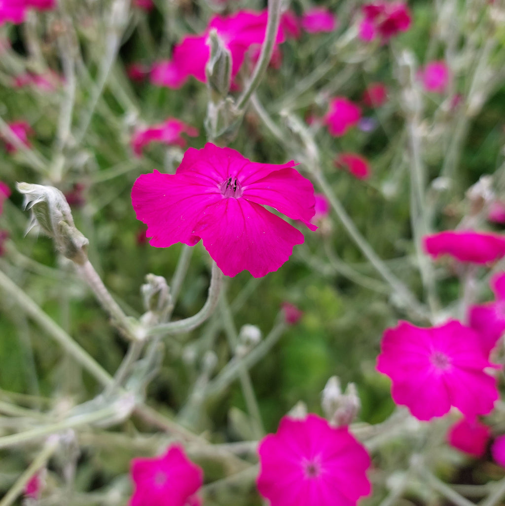 Lychnis coronaria (prikneus) - Bloemenzaad voor inheemse bloemen