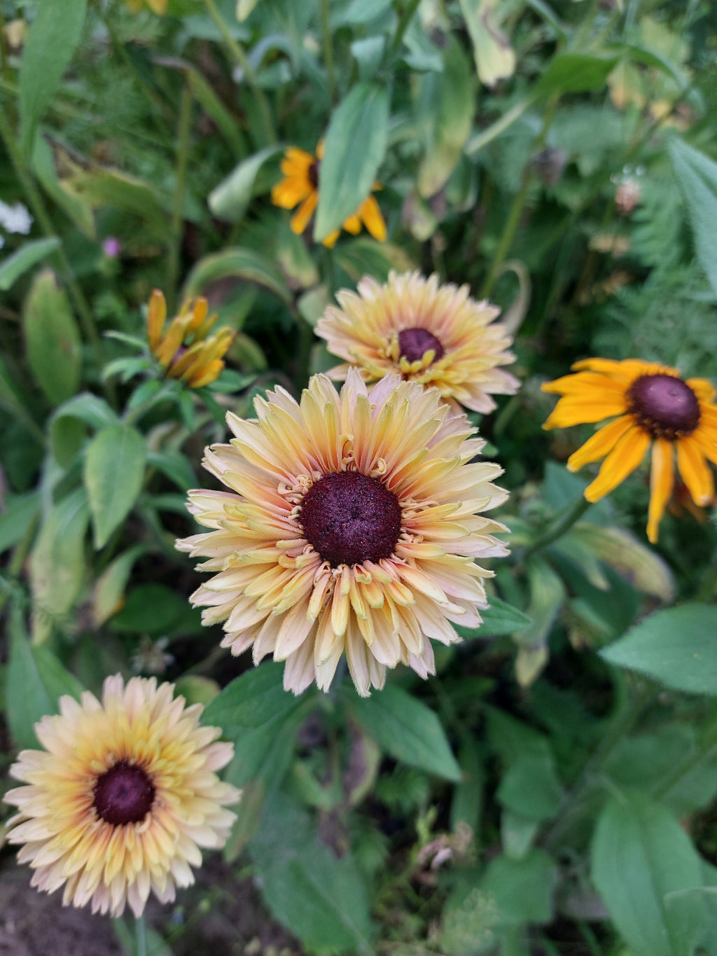 Rudbeckia hirta 'Sahara' (zonnehoed) - Bloemenzaad voor langbloeiende bloemen