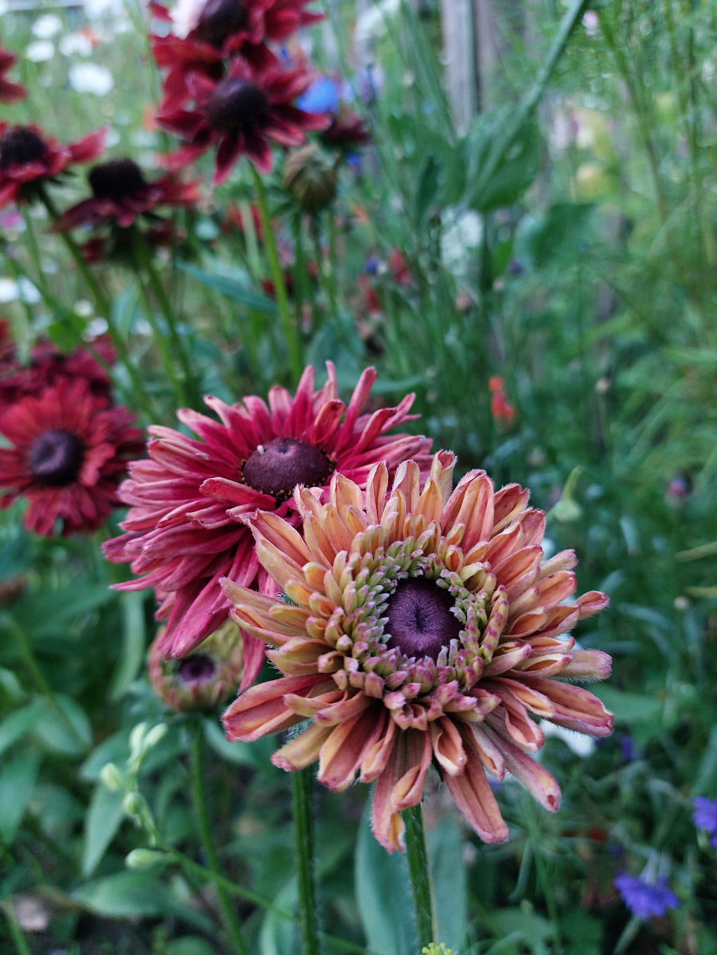 Rudbeckia hirta 'Sahara' (zonnehoed) - Bloemenzaad voor langbloeiende bloemen