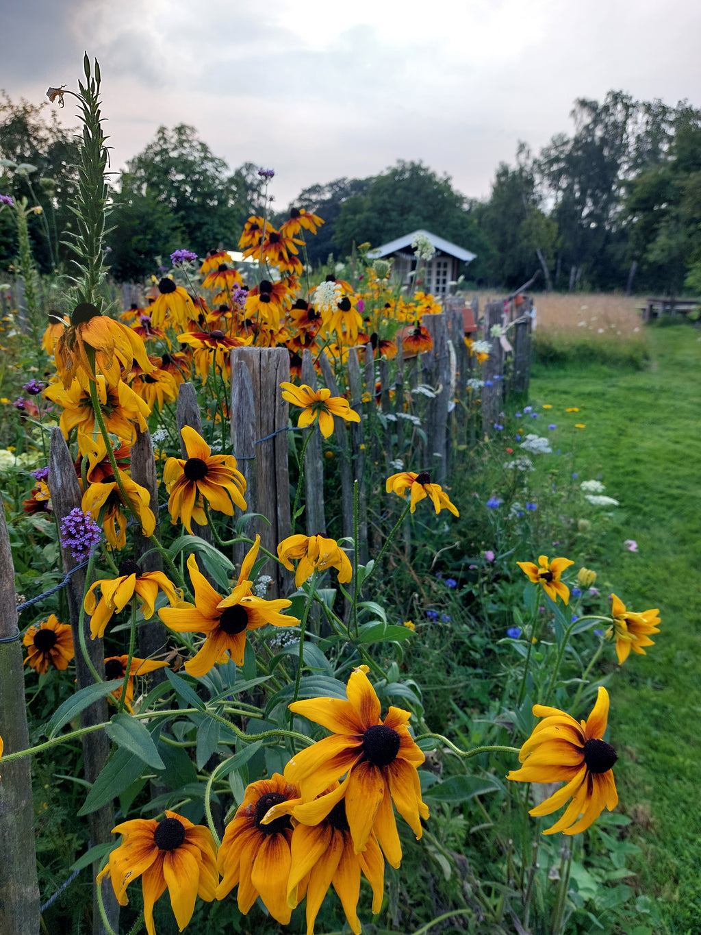 Rudbeckia hirta 'Indan Summer' & 'Cappuccino' (zonnehoed) - Bloemenzaad voor langbloeiende bloemen