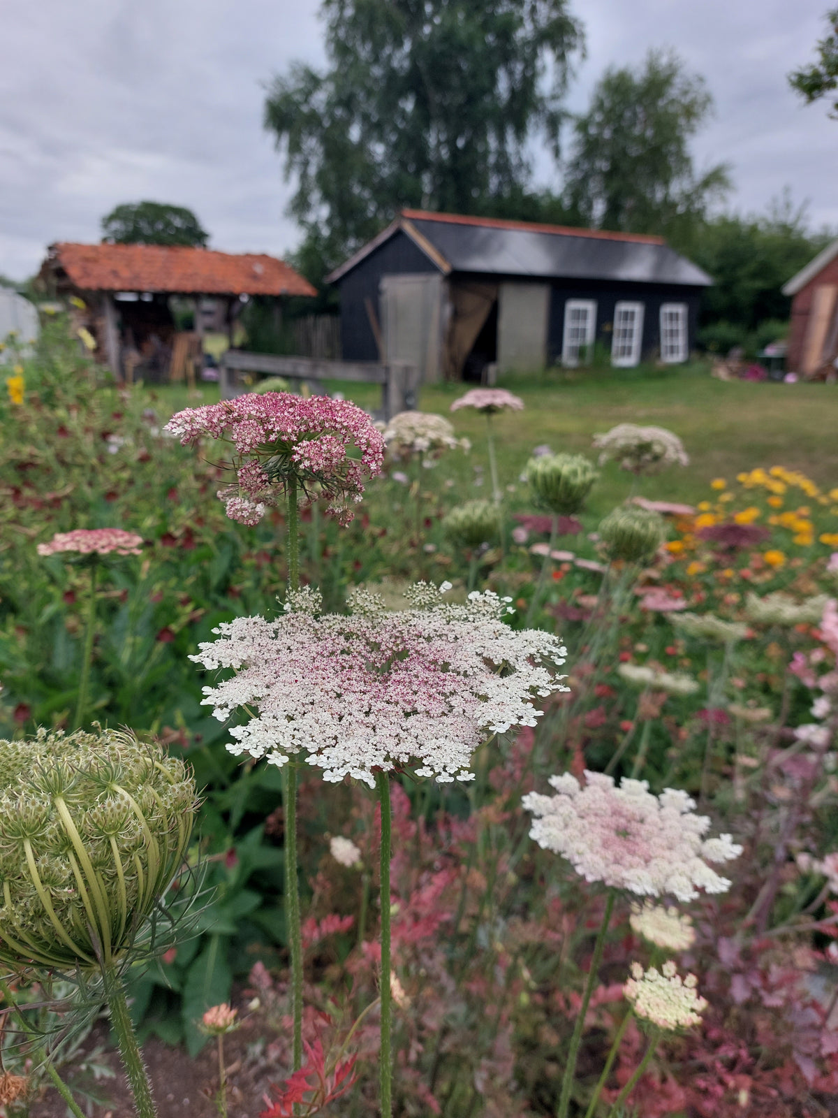 Daucus carota 'Dara' (wilde peen) - Bloemenzaad Uitbundige bloeier voor in de Zon