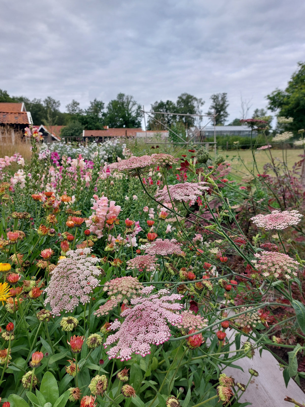 Daucus carota 'Dara' (wilde peen) - Bloemenzaad Uitbundige bloeier voor in de Zon