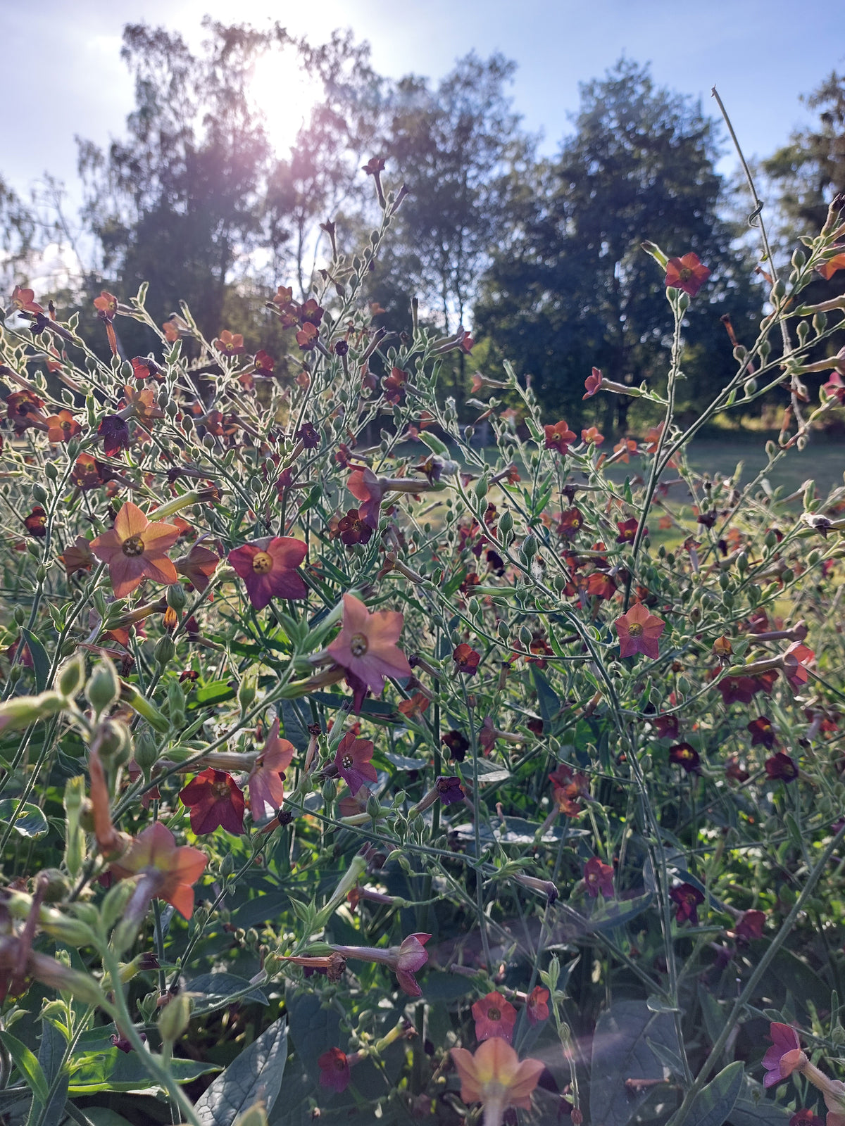 Zaaipakket pluktuin PASTEL - Bloemenzaad voor een uitbundige tuin