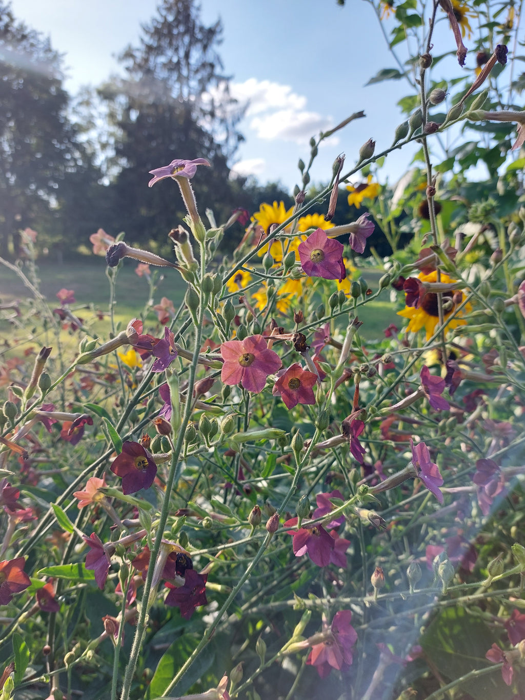 Nicotiana langsdorfii Bronze Queen (tabaksplant) - Bloemenzaad voor lang bloeiende bloemen