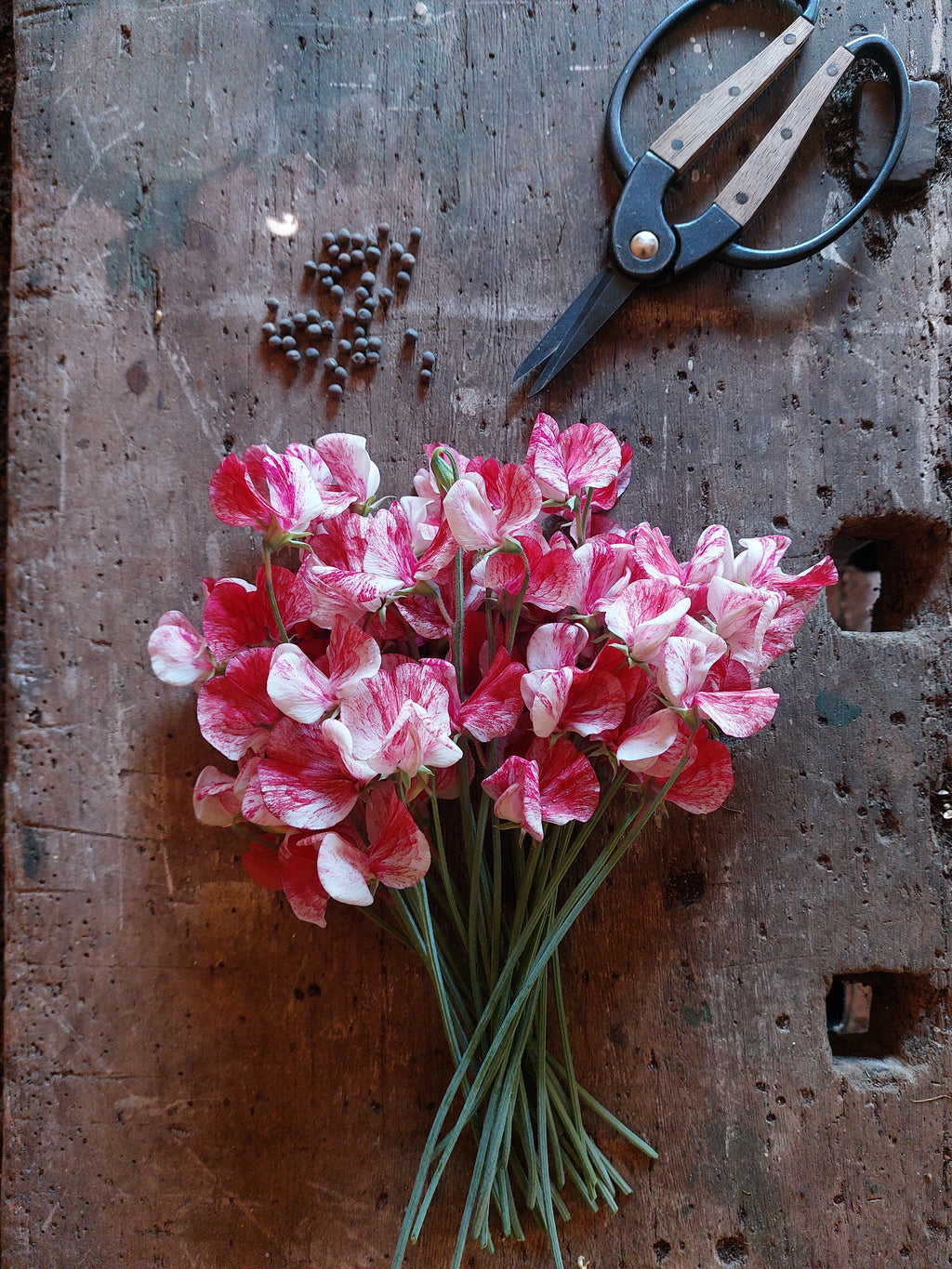 Lathyrus odoratus 'America' (siererwt) - Bloemenzaad voor sterk geurende bloemen