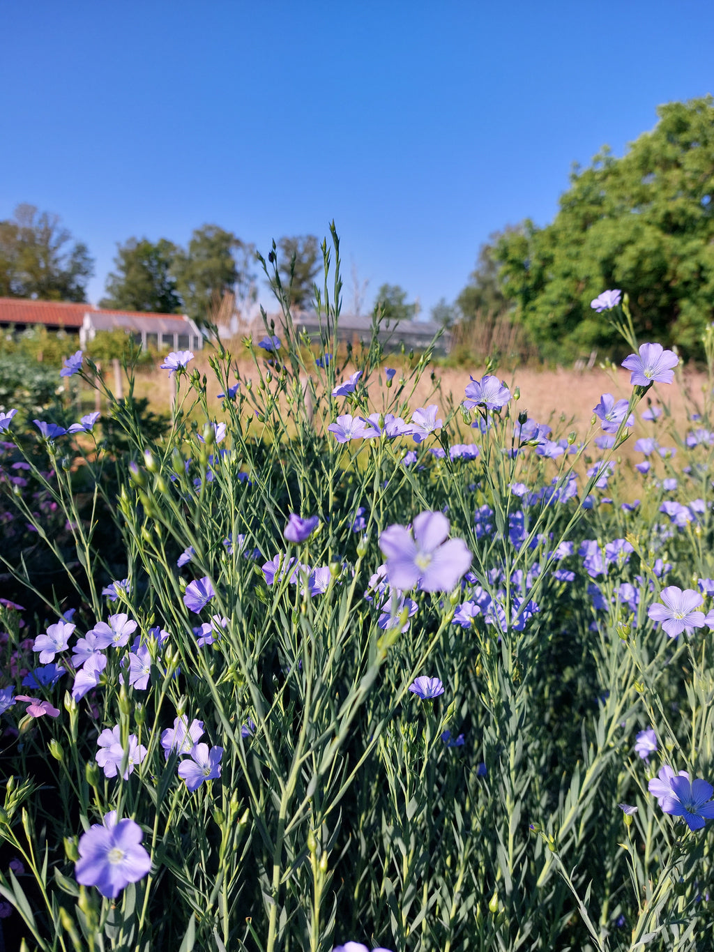 Linum usitatissimum (vlas) - Bloemenzaad voor oud cultuurgewas