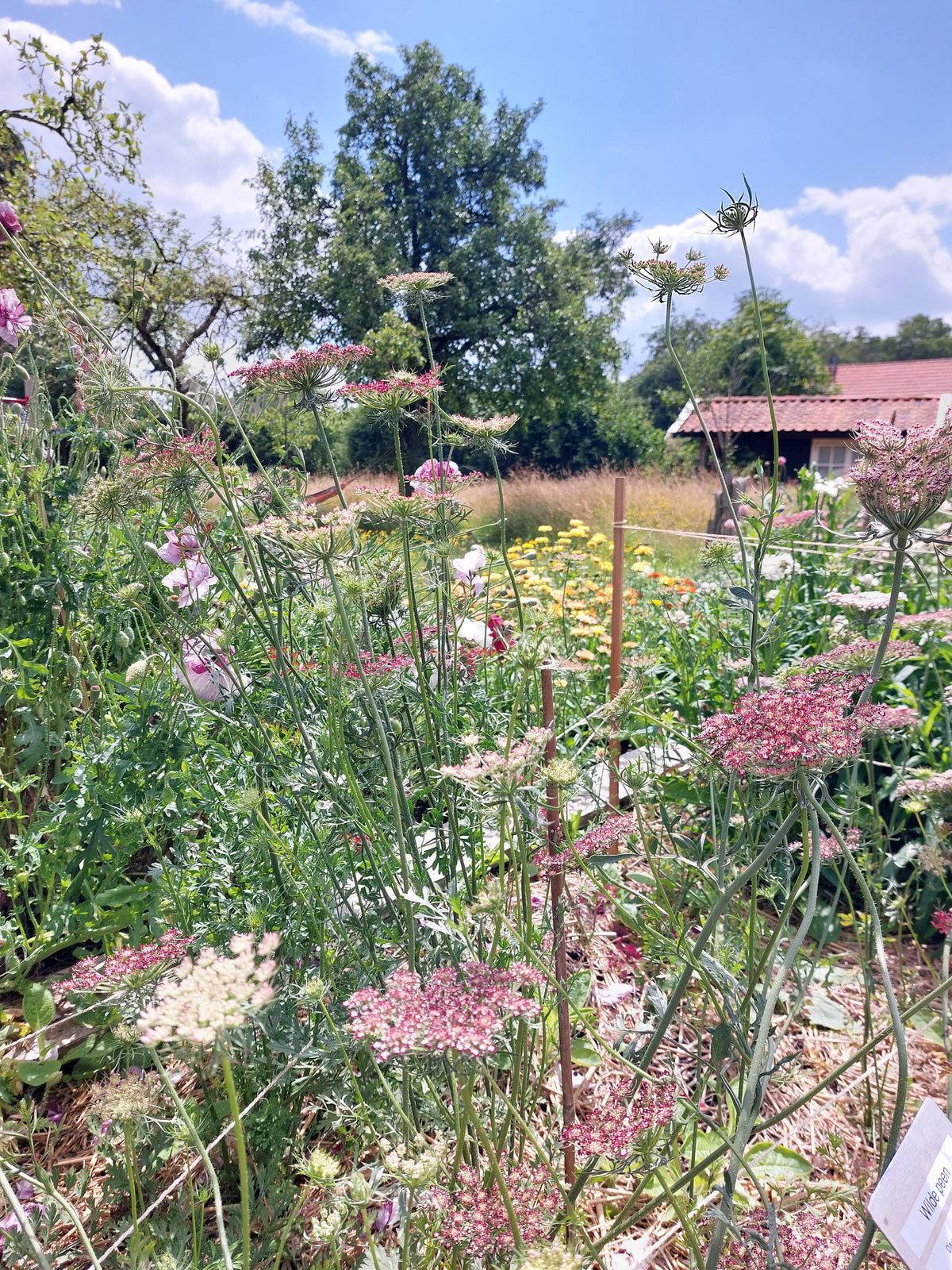 Daucus carota 'Dara' (wilde peen) - Bloemenzaad Uitbundige bloeier voor in de Zon