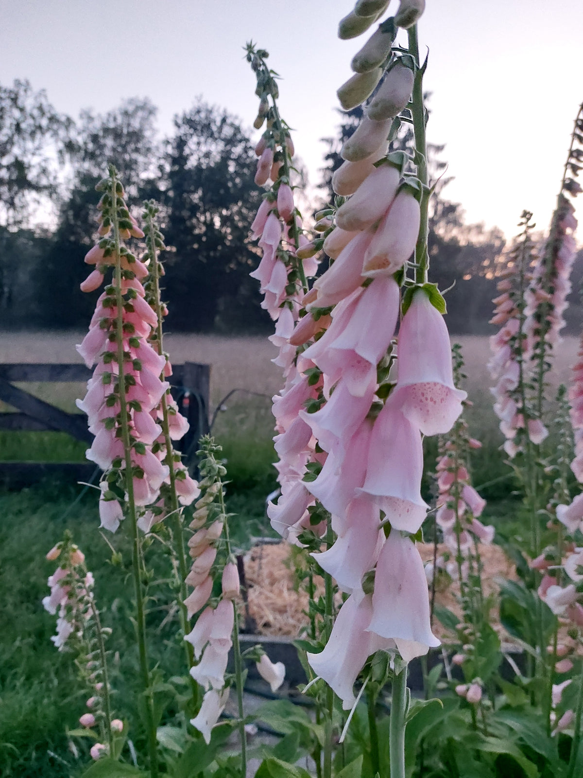Digitalis purpurea 'Apricot Beauty' (vingerhoedskruid) - Bloemenzaad voor Schaduwborder