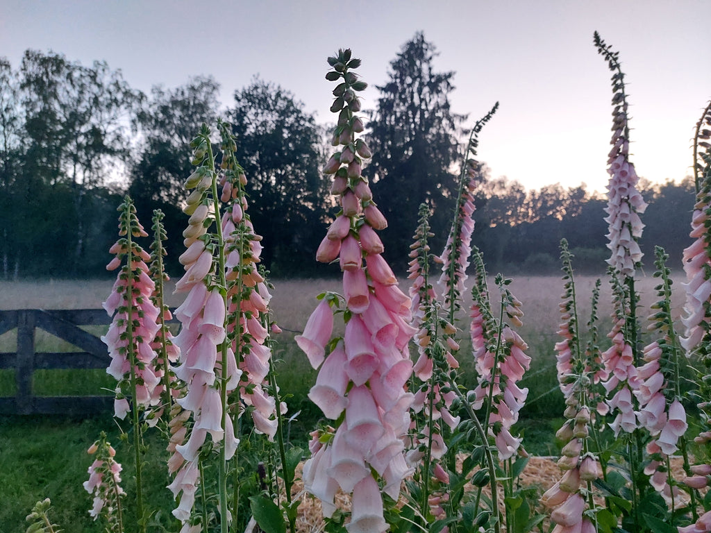 Digitalis purpurea 'Apricot Beauty' (vingerhoedskruid) - Bloemenzaad voor Schaduwborder