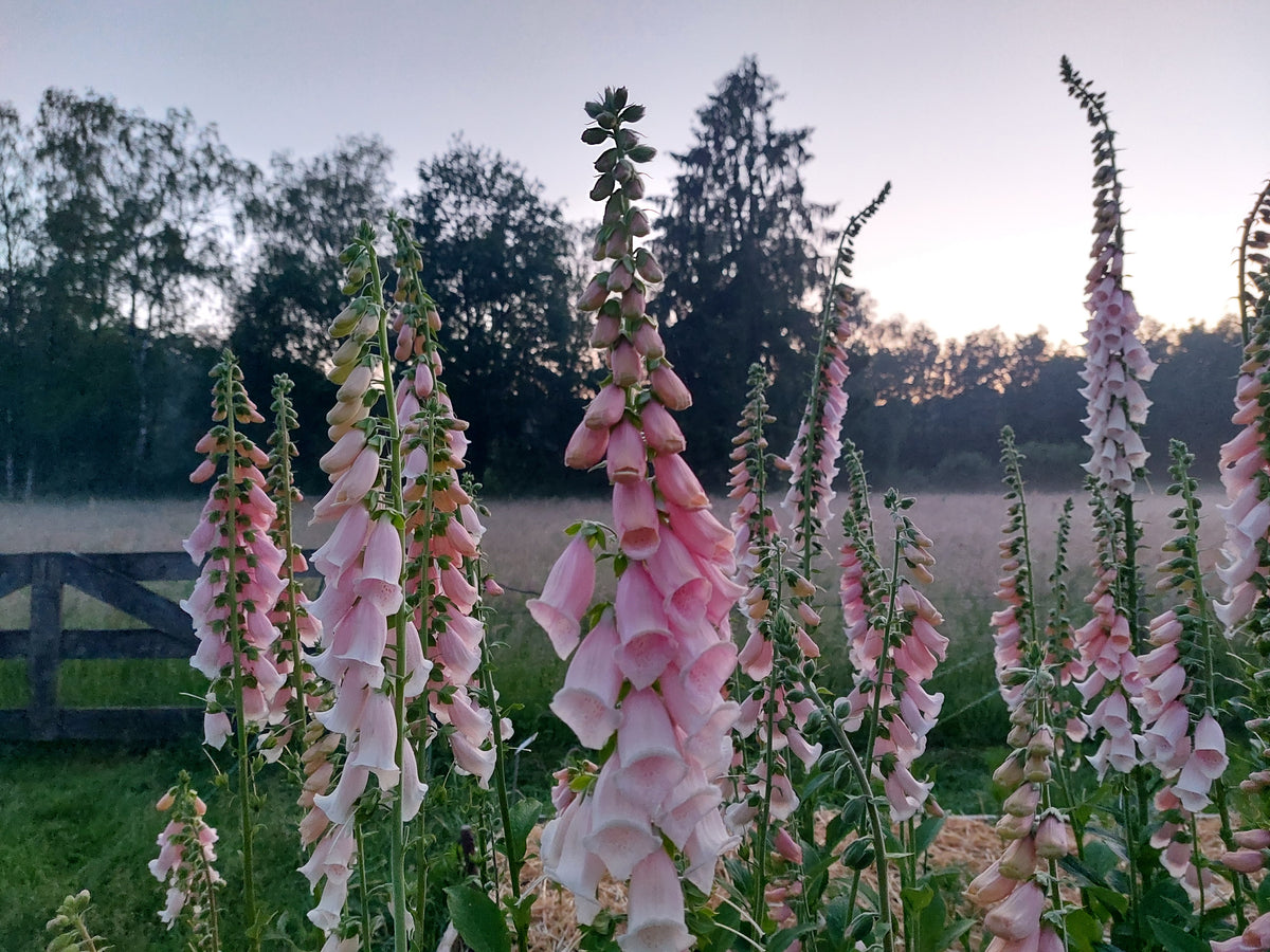 Digitalis purpurea 'Apricot Beauty' (vingerhoedskruid) - Bloemenzaad voor Schaduwborder