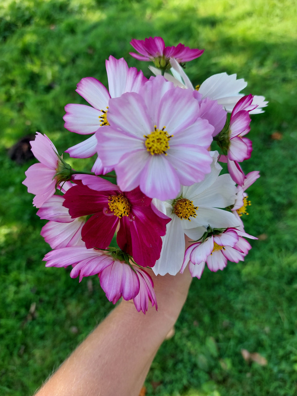 Cosmos bipinnatus 'Do It Yourselves mix' (cosmea) - Bloemenzaad Uitbundige bloeier voor in de Zon
