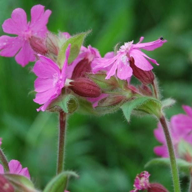 Silene dioica (dagkoekoeksbloem) - Bloemenzaad voor inheemse planten