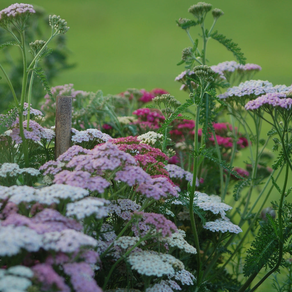 Achillea millefolium Summer Pastels bloemzaden kopen