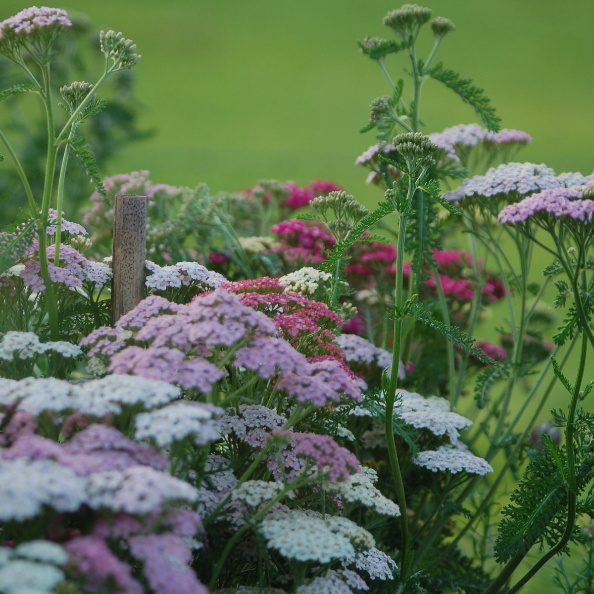 Achillea millefolium Summer Pastels bloemzaden kopen