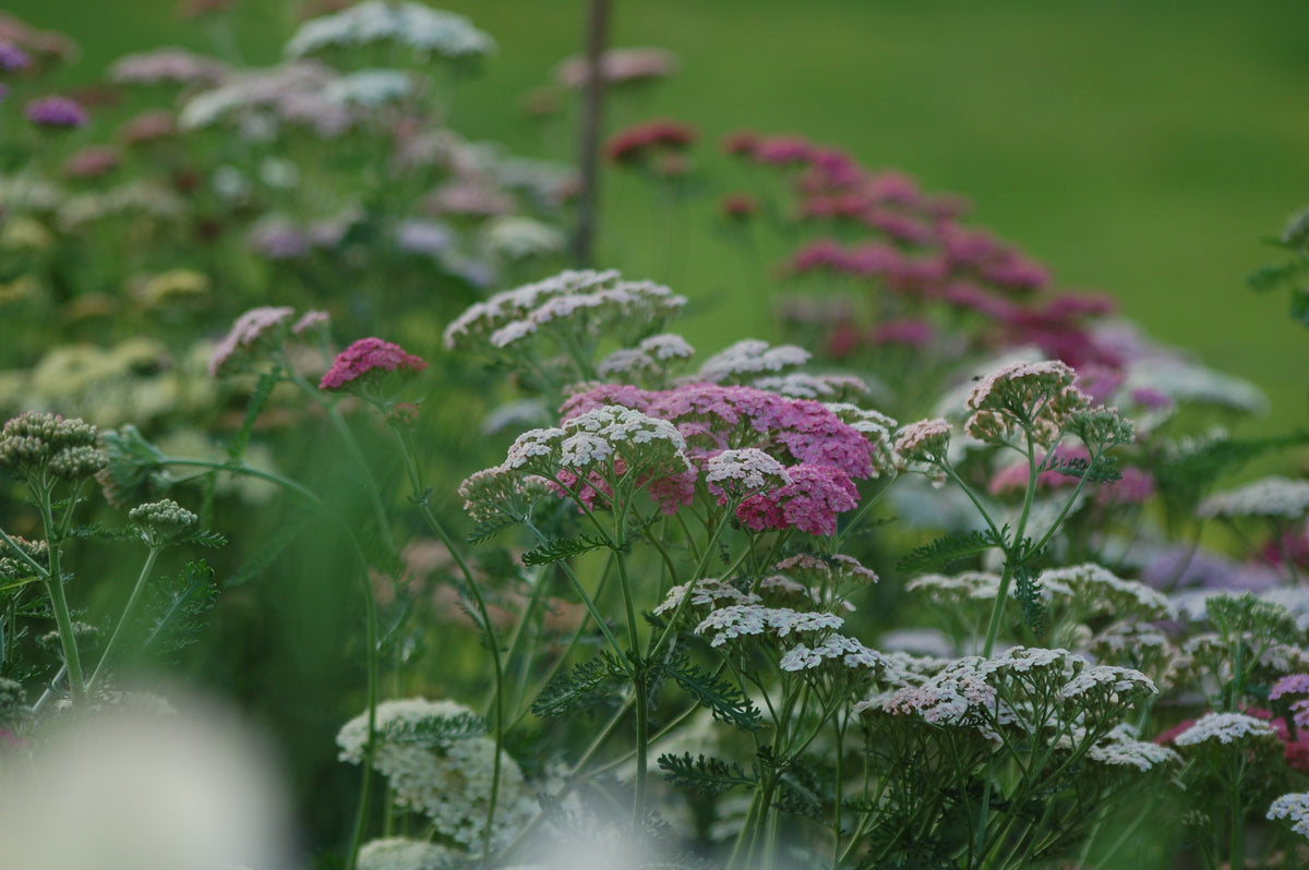 Achillea millefolium Summer Pastels bloemzaden kopen