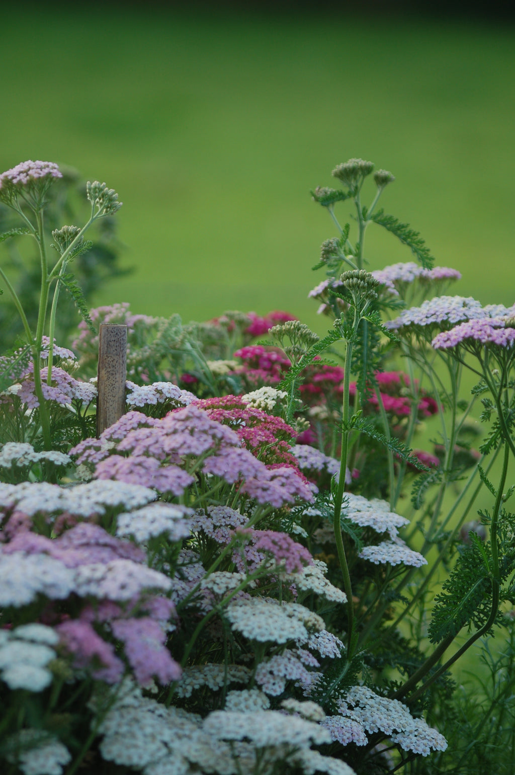 Achillea millefolium Summer Pastels bloemzaden kopen