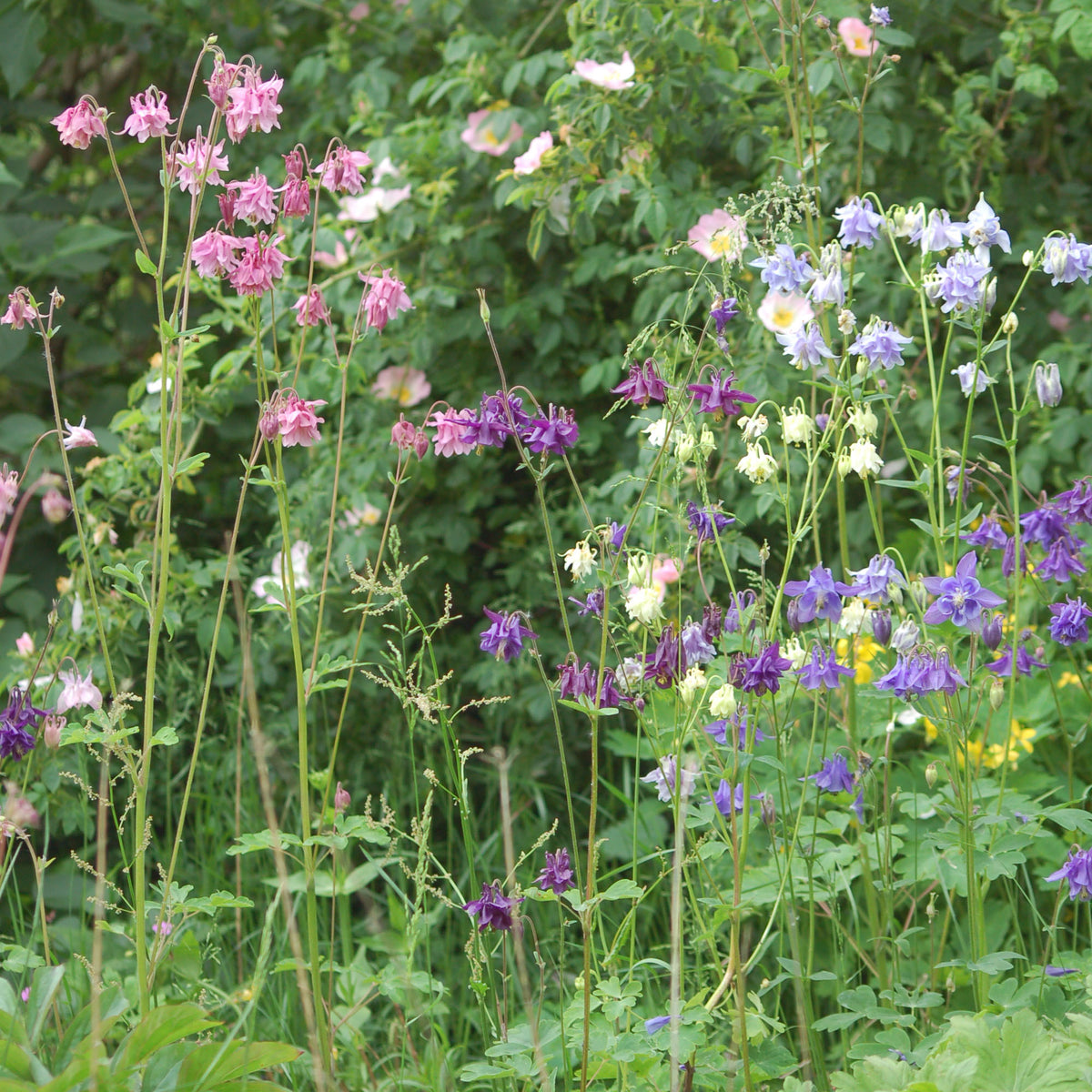 Aquilegia vulgaris mix - Akelei