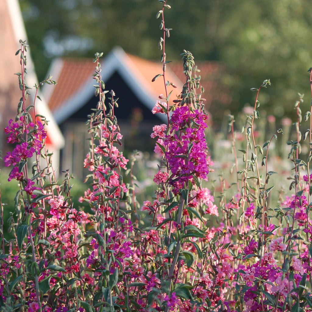 Clarkia unguiculata - amandelroosje