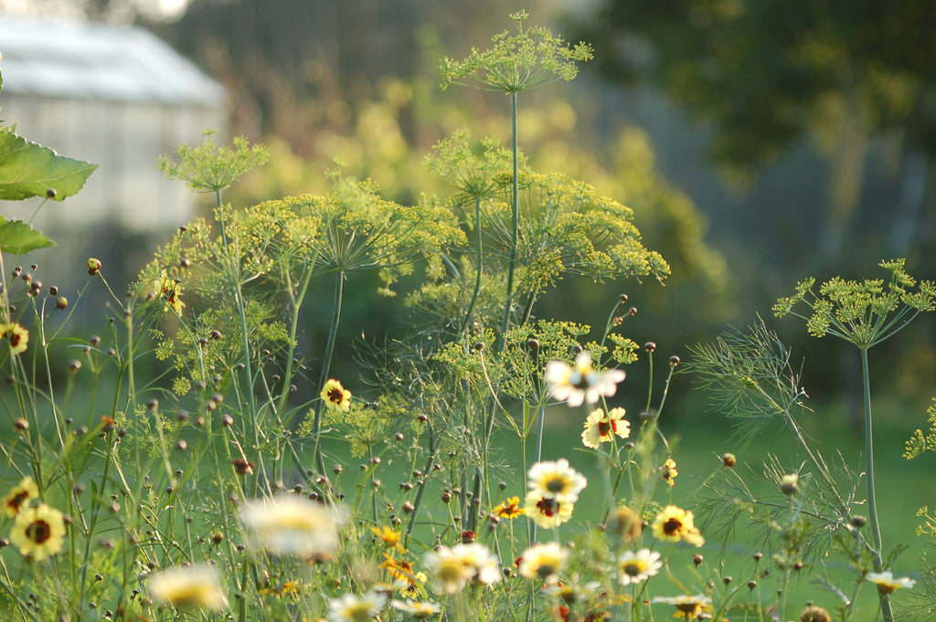 Anethum graveolens dille bloemzaden kopen