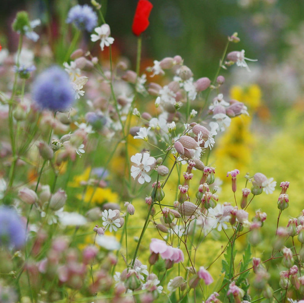 Silene vulgaris (Blaassilene) - Bloemenzaad voor inheemse planten