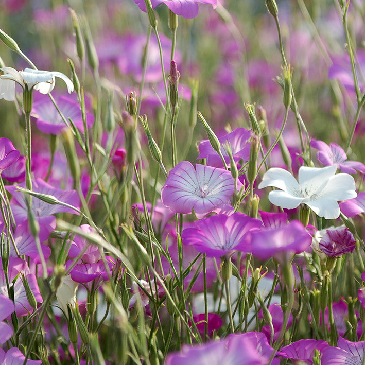 Zadenmix: Pluktuin in een zakje BLAUW PAARS - Bloemenzaad voor lang bloeiende bloemen
