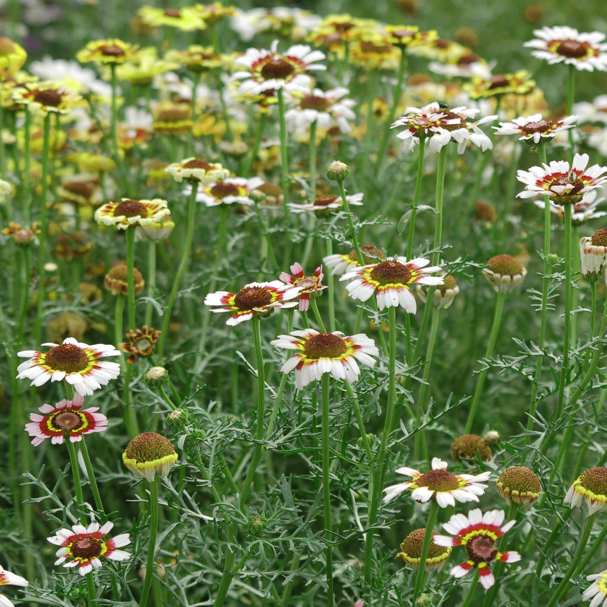 Chrysanthemum carinatum (bonte ganzebloem mix) - Bloemenzaad voor lang bloeiende bloemen