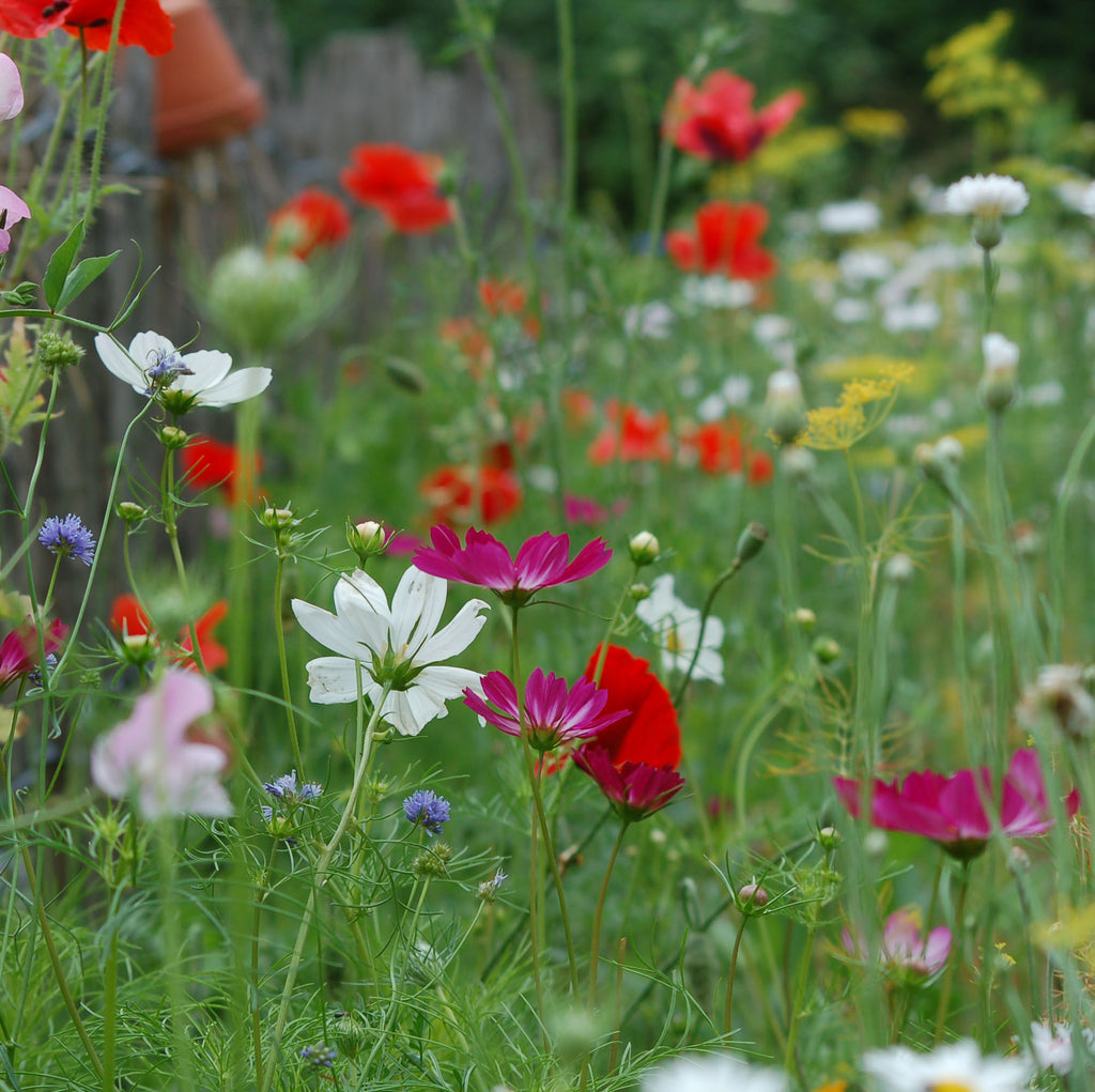 Cosmos bipinnatus 'Do It Yourselves mix' (cosmea) - Bloemenzaad Uitbundige bloeier voor in de Zon