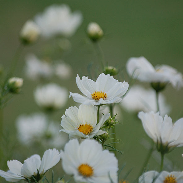 Zaaipakket pluktuin PASTEL - Bloemenzaad voor een uitbundige tuin