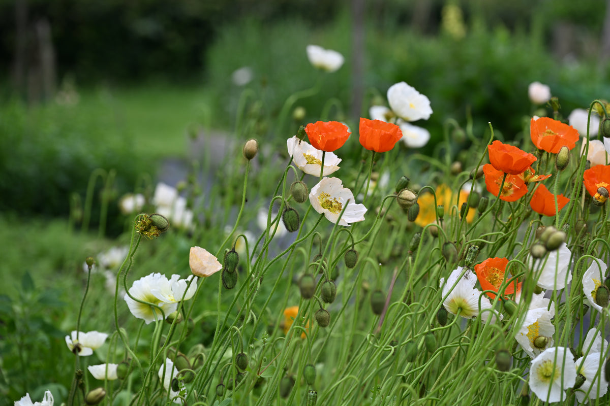 Papaver naudicule (IJslandse papaver) NIEUW