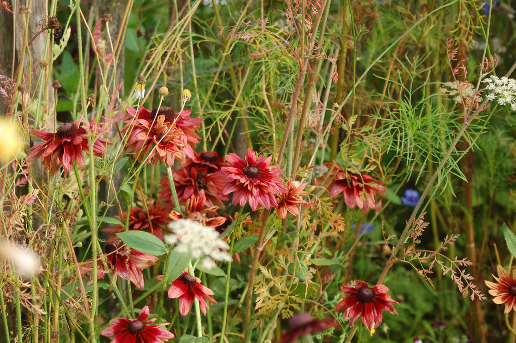Rudbeckia hirta 'Sahara' (zonnehoed) - Bloemenzaad voor langbloeiende bloemen