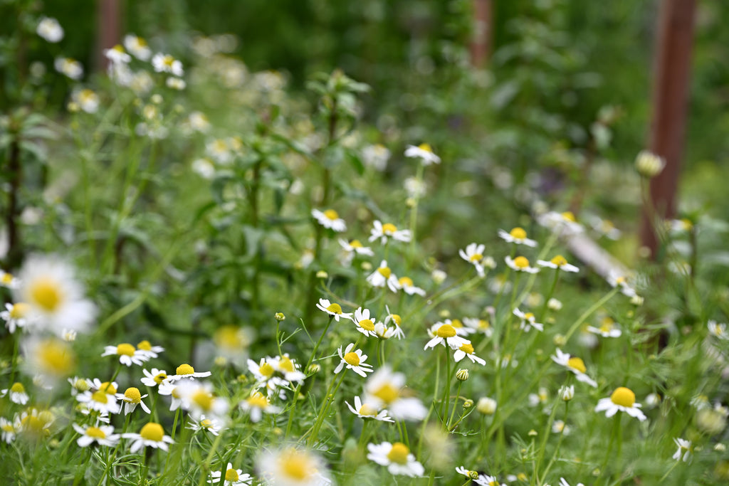 Matricaria chamomilla (echte kamille) - Bloemenzaad voor inheemse planten