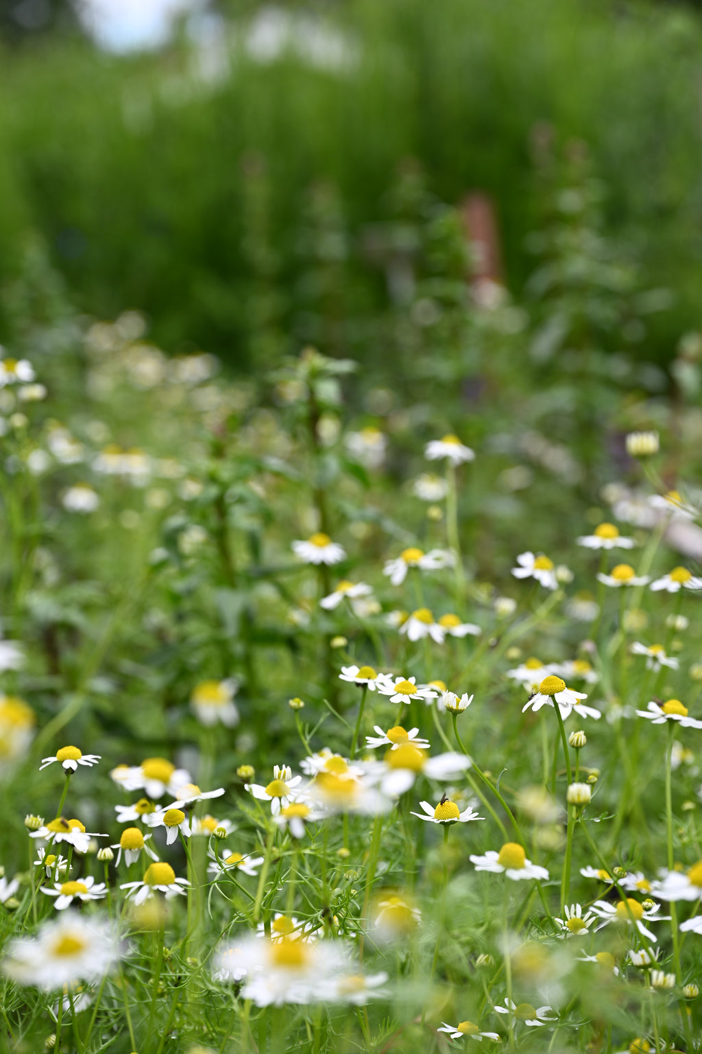 Matricaria chamomilla (echte kamille) - Bloemenzaad voor inheemse planten
