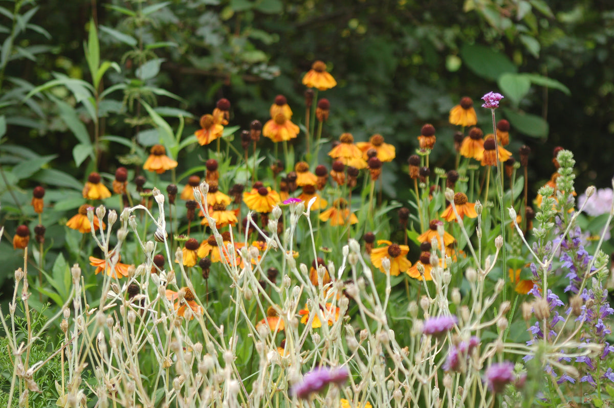 Lychnis coronaria (prikneus) - Bloemenzaad voor inheemse bloemen