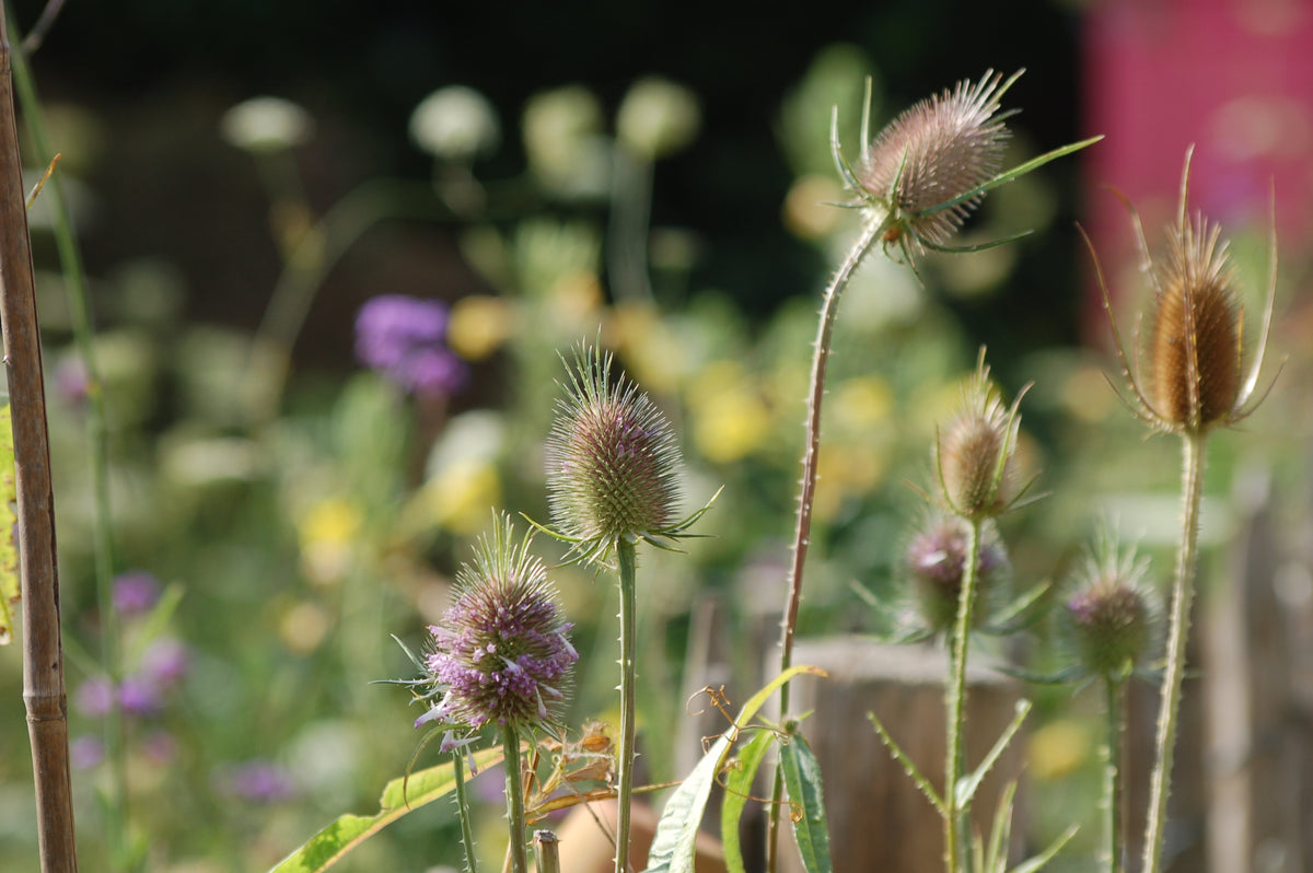 Dipsacus fullonum (kaardebol) - Inheems Bloemenzaad voor in de Zon