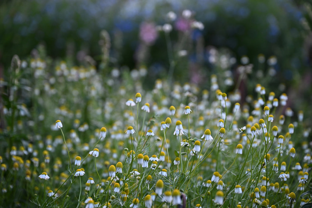 Matricaria chamomilla (echte kamille) - Bloemenzaad voor inheemse planten
