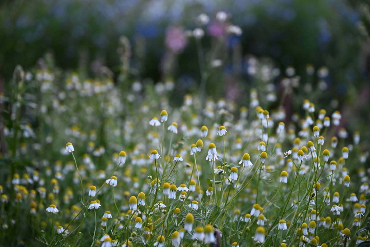 Matricaria chamomilla (echte kamille) - Bloemenzaad voor inheemse planten