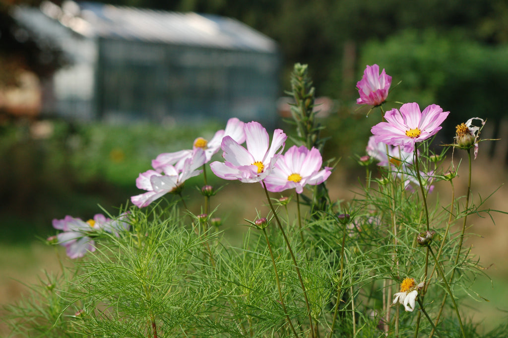 Cosmos bipinnatus 'Do It Yourselves mix' (cosmea) - Bloemenzaad Uitbundige bloeier voor in de Zon