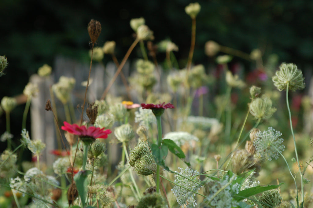 Zaaipakket pluktuin SUMMER - Bloemenzaad voor een uitbundige tuin